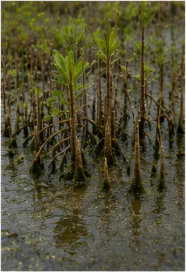 Illustration of mangrove roots breathe in muddy ground for the question "How do mangrove roots breathe in muddy ground?"