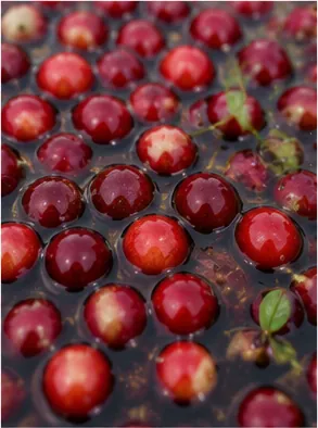 Illustration of cranberries float in water for the question "Why do cranberries float in water?"