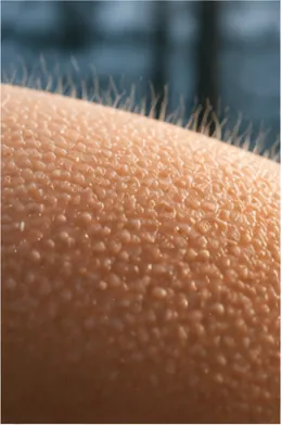Illustration of tiny bumps rise on your skin when you are cold for the question "Why do tiny bumps rise on your skin when you are cold?"