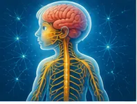 Illustration of the brain send messages around the body for the question "How does the brain send messages around the body?"