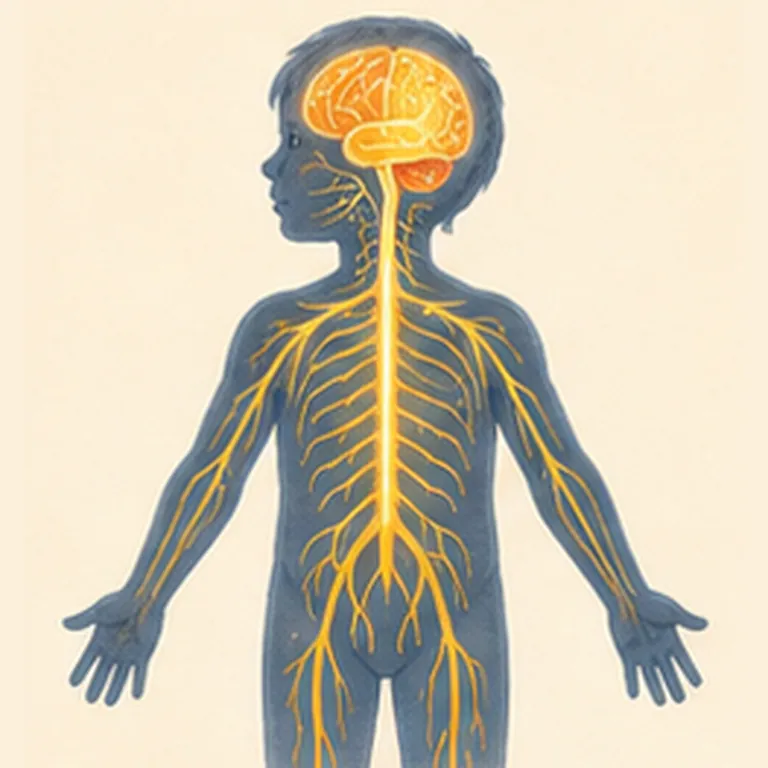 Illustration of nerves for the question "What are nerves?"